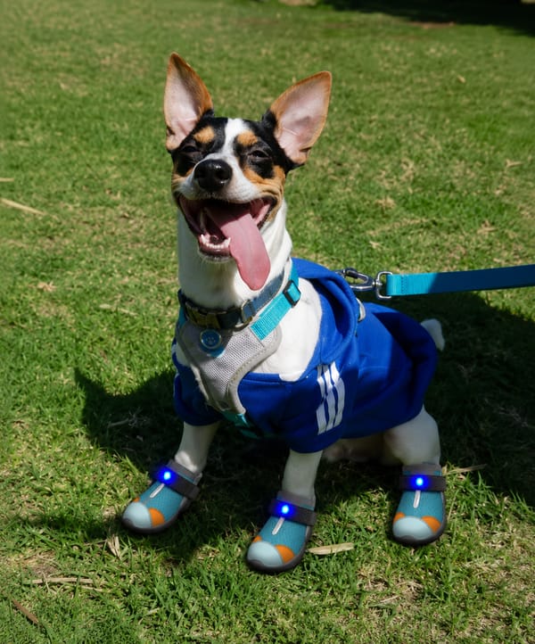 Customer photo review of glowpaws: LED boots for dogs