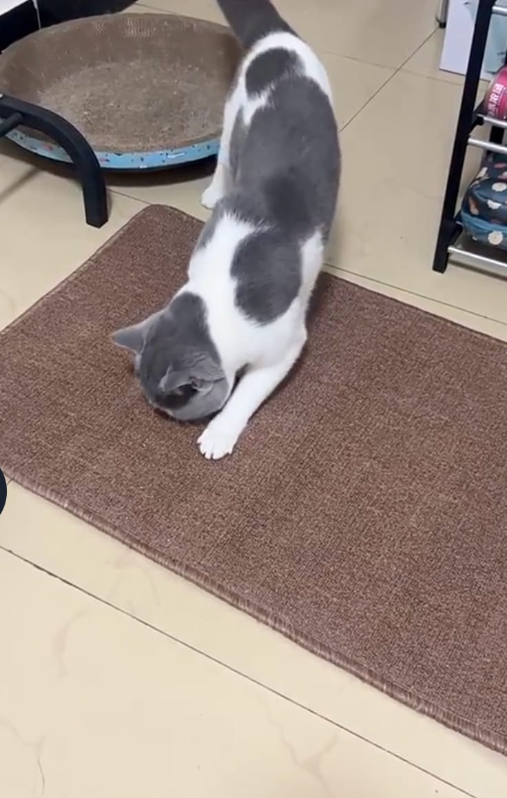 Customer photo review of Cat Scratching Mat