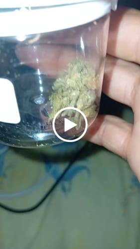 Customer video review of THC-A 31% Flower Gary Payton