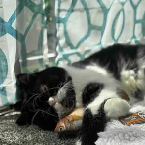 Customer photo review of Electric Realistic Flopping Fish Cat Toys - 3 Pack