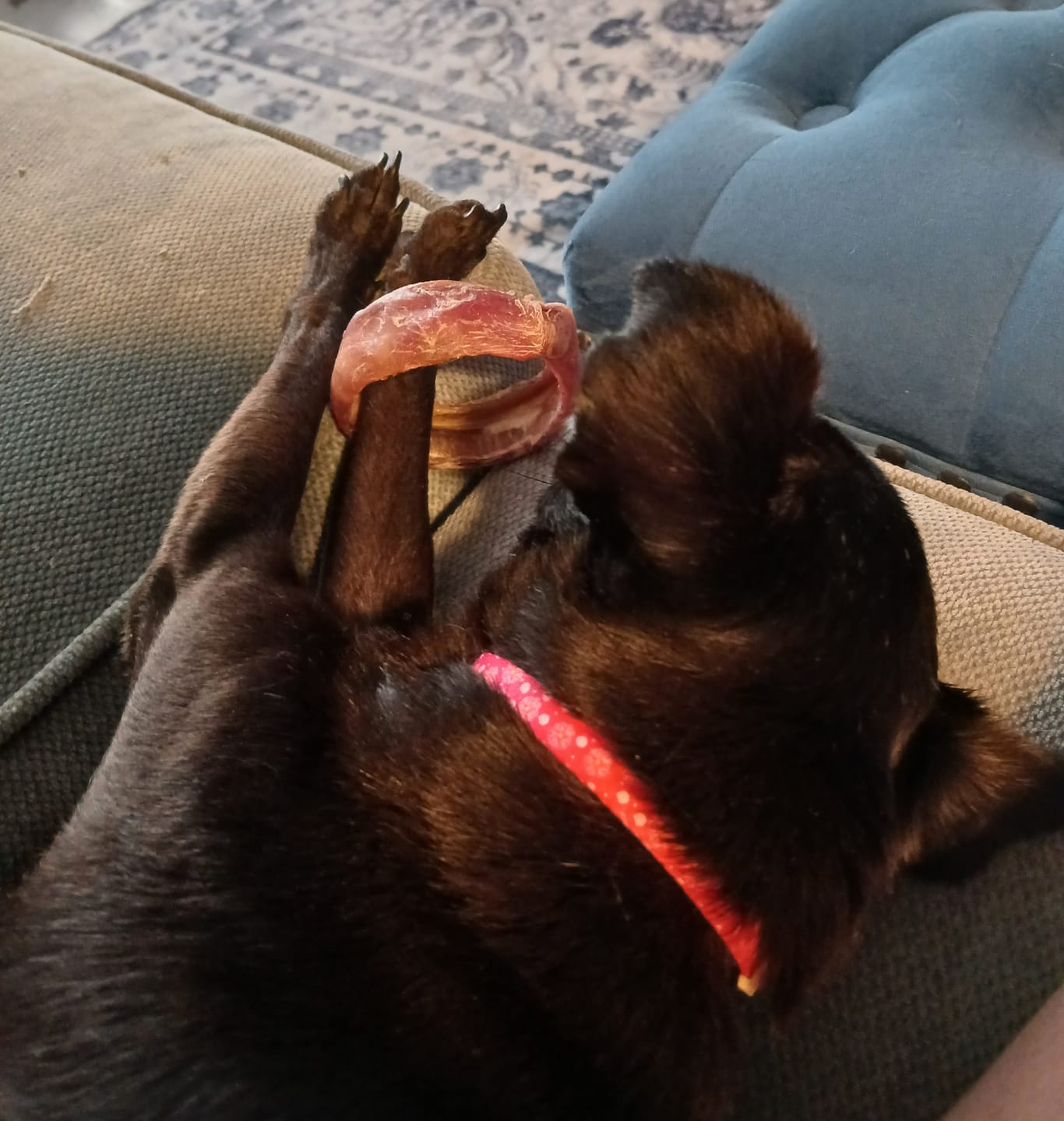 Customer photo review of Small Bully Stick Ring