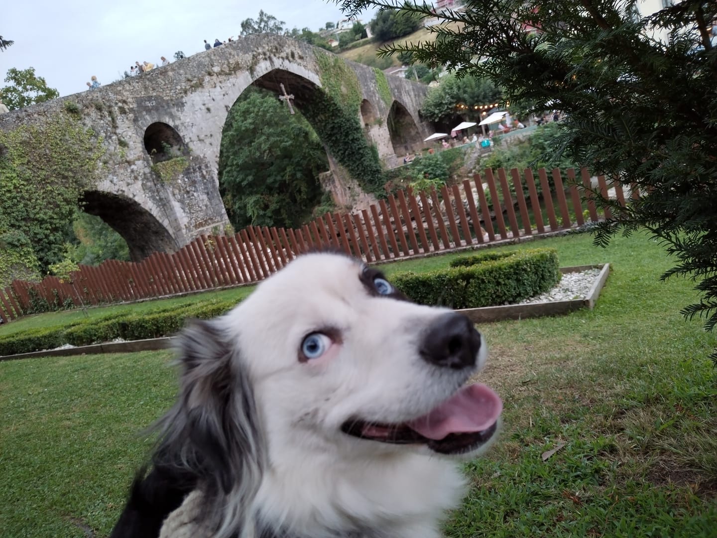 Customer photo review of Croquettes Poulet & Petit Pois - Chien Moyenne & Grande race