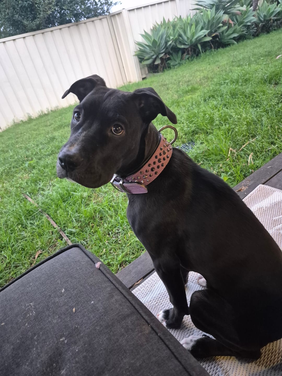 Customer photo review of Hand Made Leather Dog Collar - Ruthless Purple & Black (Wide Fit)