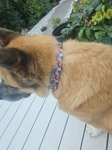 Customer photo review of Disney© Collar - Toy Story Friends