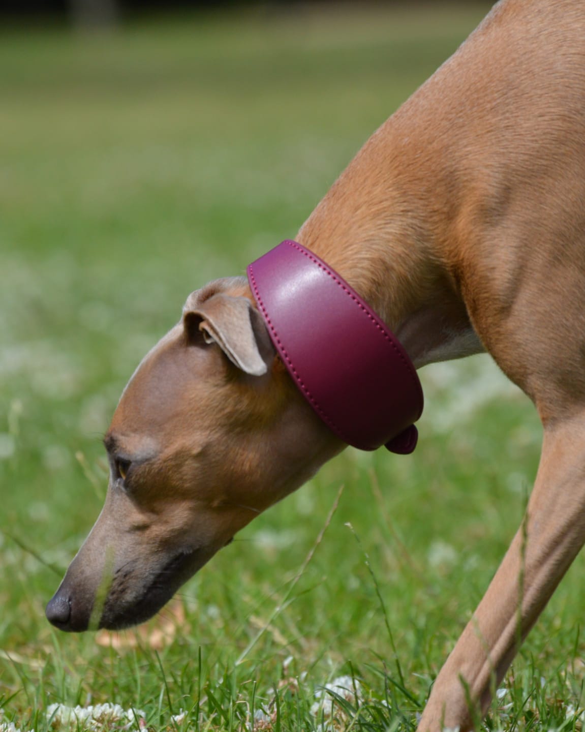Customer photo review of Mulberry Hound Collar