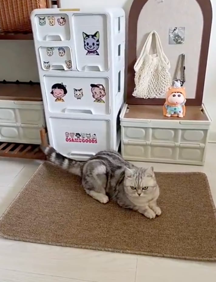 Customer photo review of Cat Scratching Mat