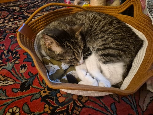 Customer photo review of Instinct Basket | Meet the first research-backed natural territory for indoor cats