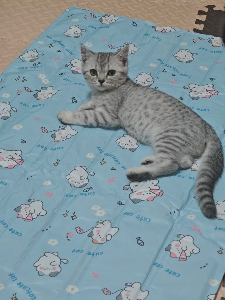 Customer photo review of Self-Cooling Pet Mat for Dogs & Cats