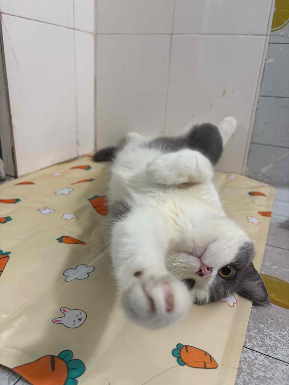 Customer photo review of Self-Cooling Pet Mat for Dogs & Cats