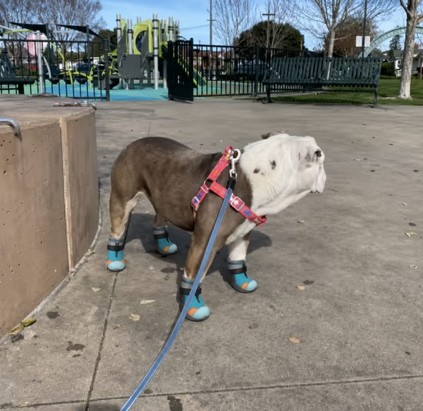 Customer photo review of glowpaws: LED boots for dogs