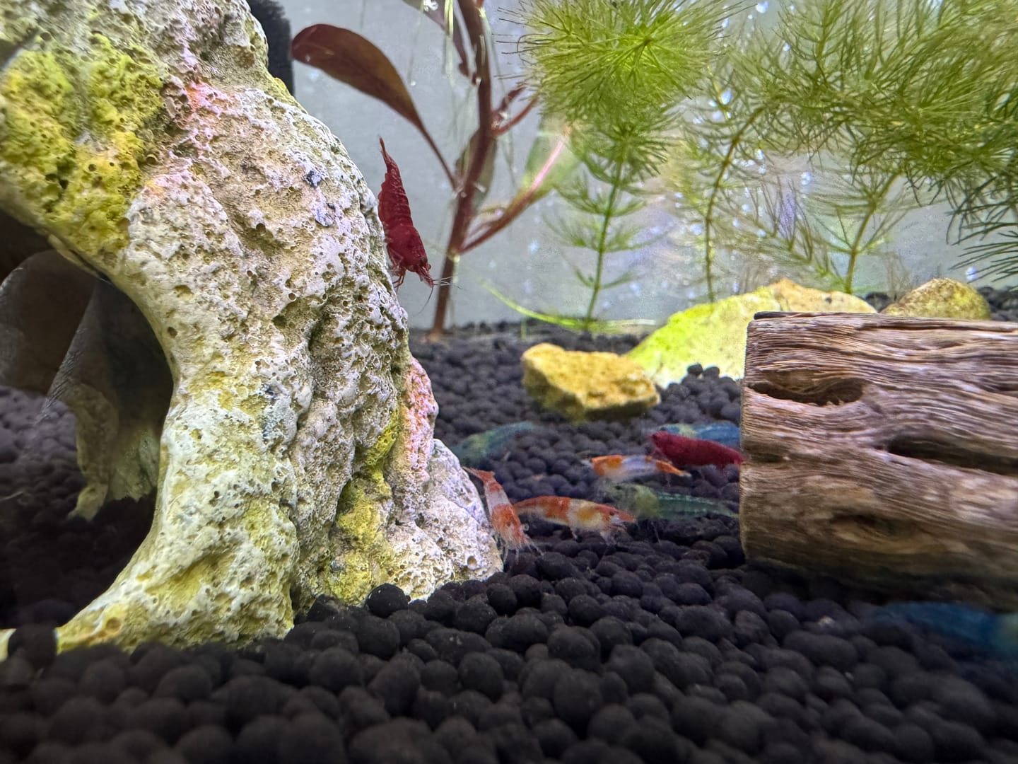 Customer photo review of Orange Rili Shrimp