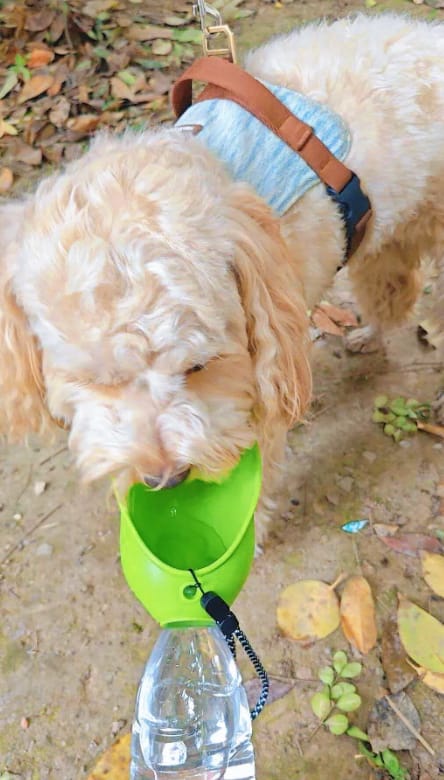 Customer photo review of Portable Dog Water Bottle – Hydration Anywhere