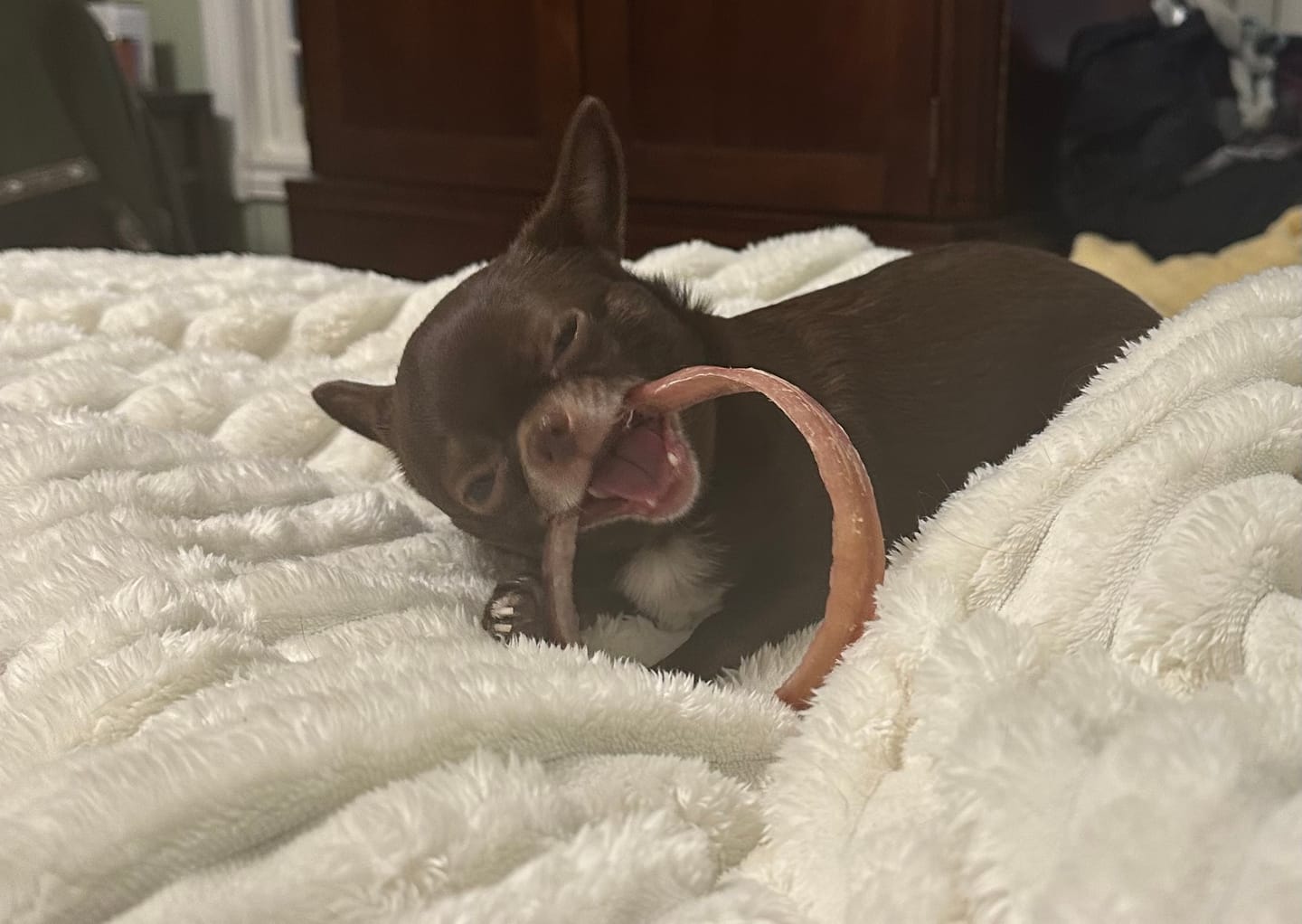 Customer photo review of Large Bully Stick Ring