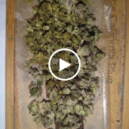 Customer video review of FREE SAMPLE (with code) THCa Flower