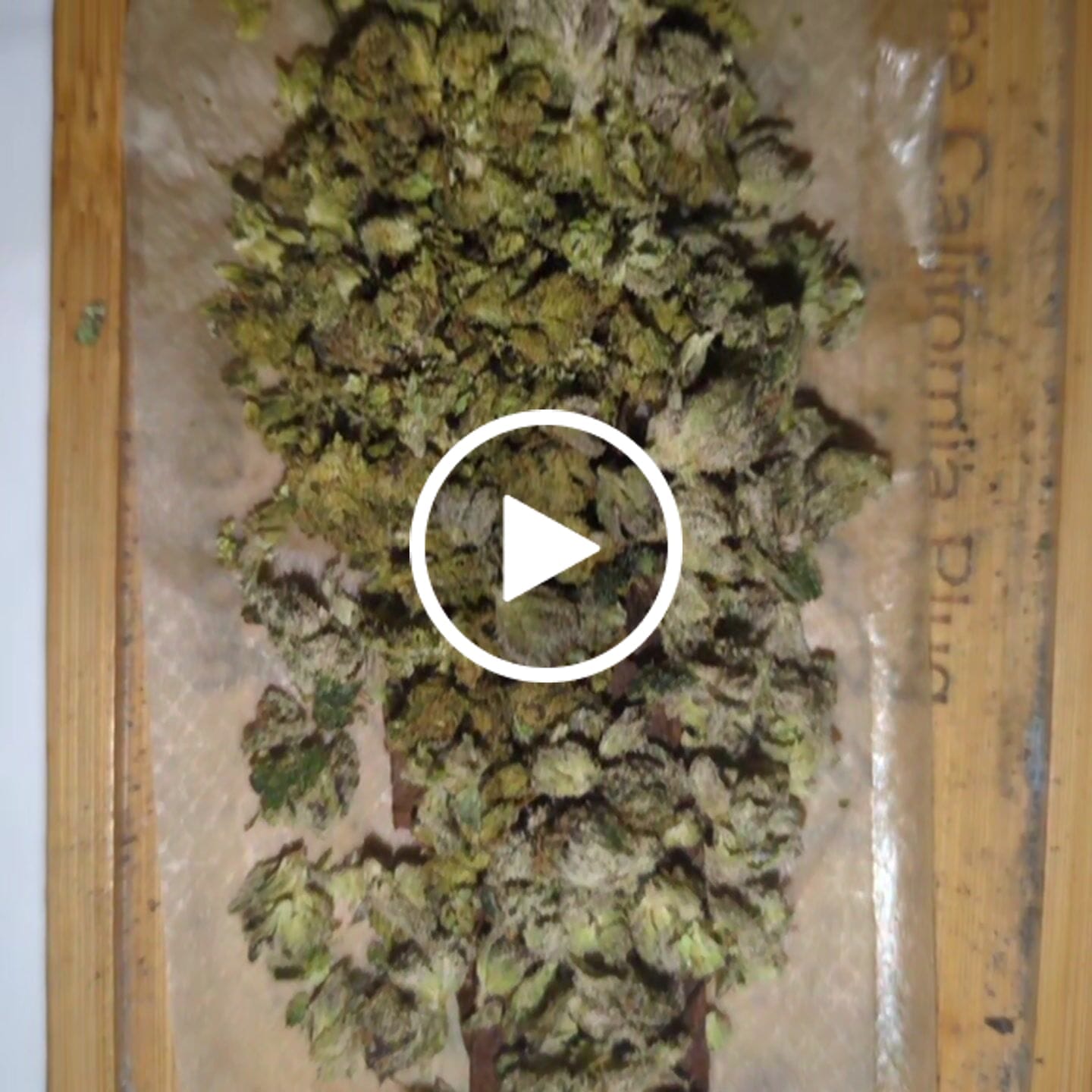 Customer video review of FREE SAMPLE (with code) THCa Flower