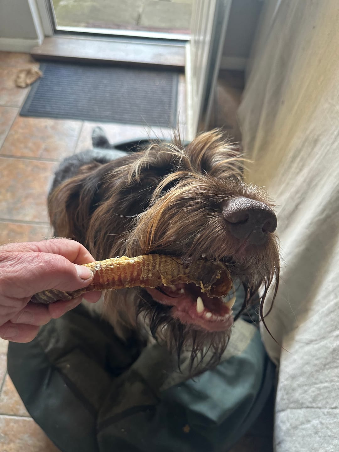 Customer photo review of Lamb Trachea (1kg)