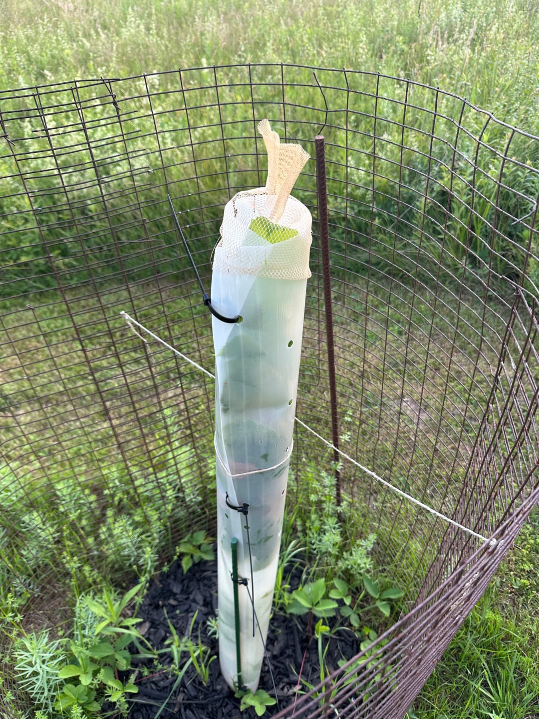 Customer photo review of Whitetail Hill Deer Pear™