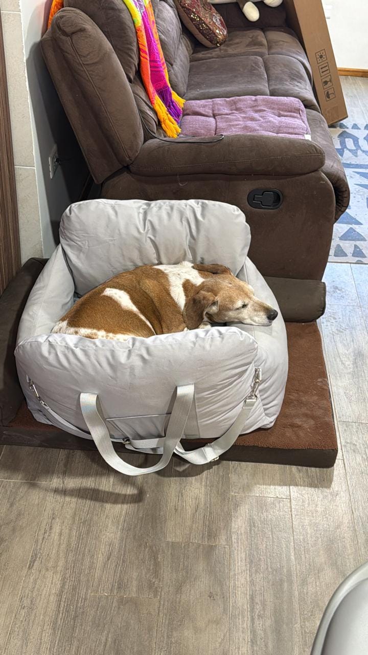 Customer photo review of Asiento Primera Clase THE DOGS — Viajes seguros y cómodos