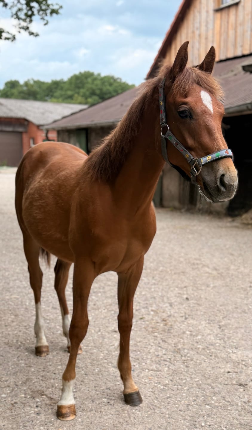 Customer photo review of Wurmtest Basic Pferd