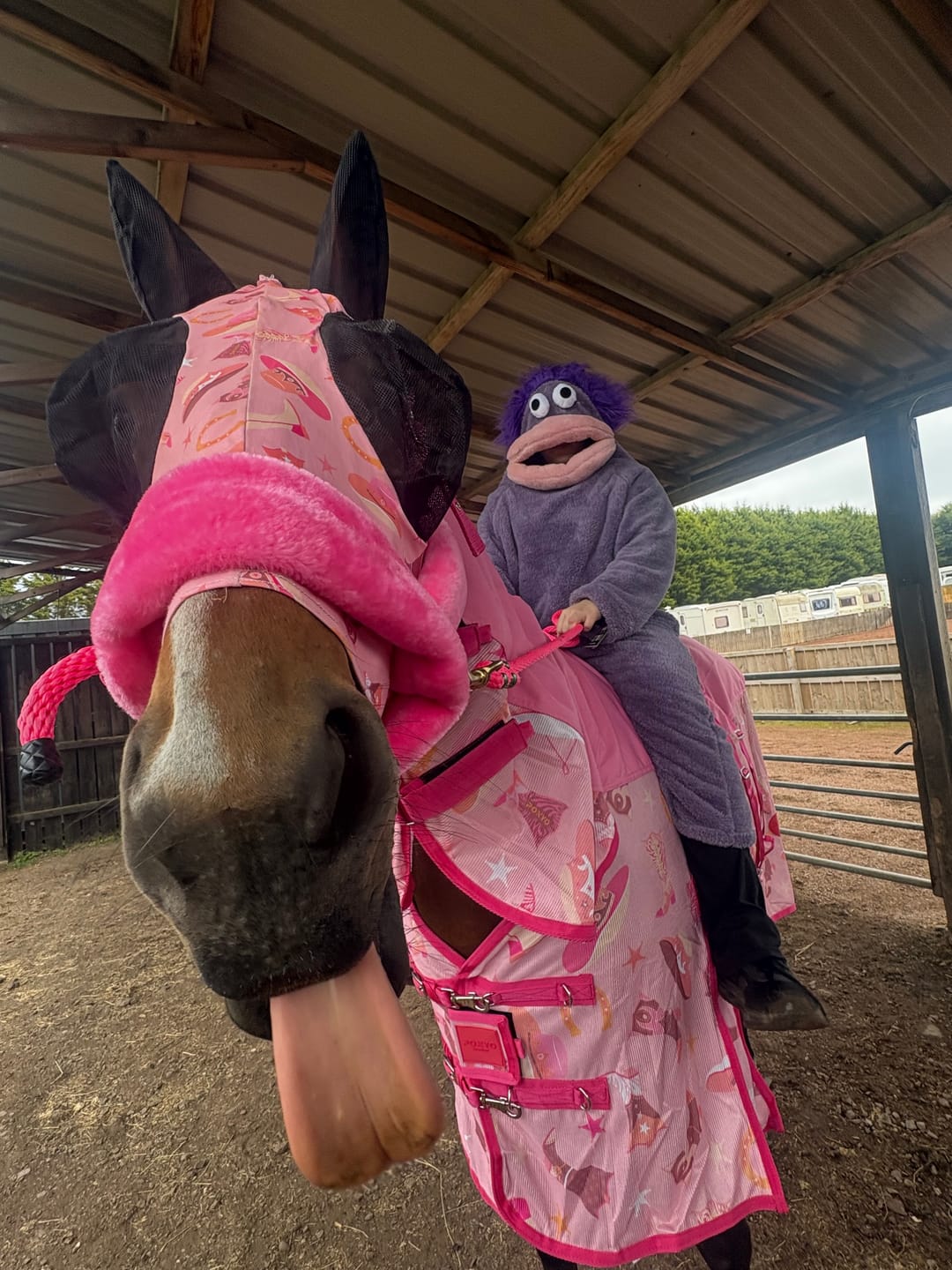 Customer photo review of NEW Country Star Fly Rug