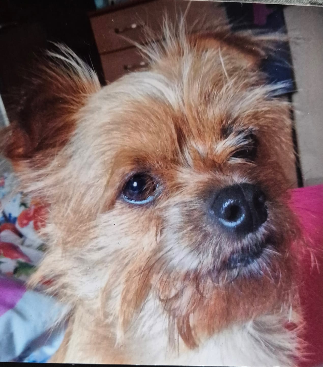 Customer photo review of Total Urinary Care Supplement For Dogs