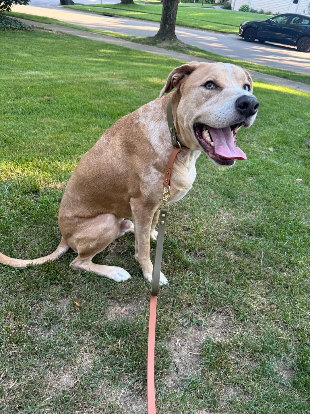 Customer photo review of Waterproof Two-Tone Multi Way Dog Leash | Built with BioThane®