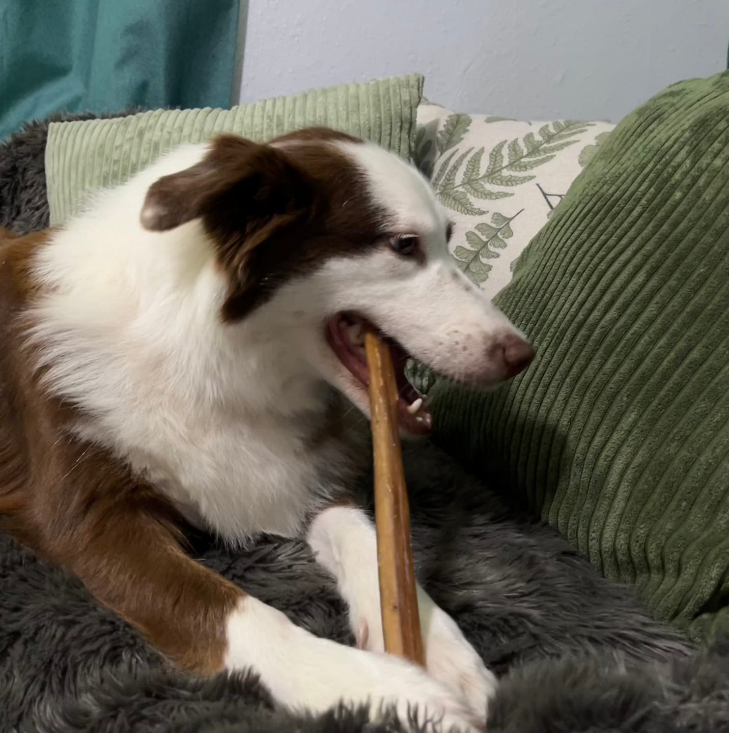 Customer photo review of Mixed Thickness Bully Sticks 11-12" Long Lasting Dental Chews