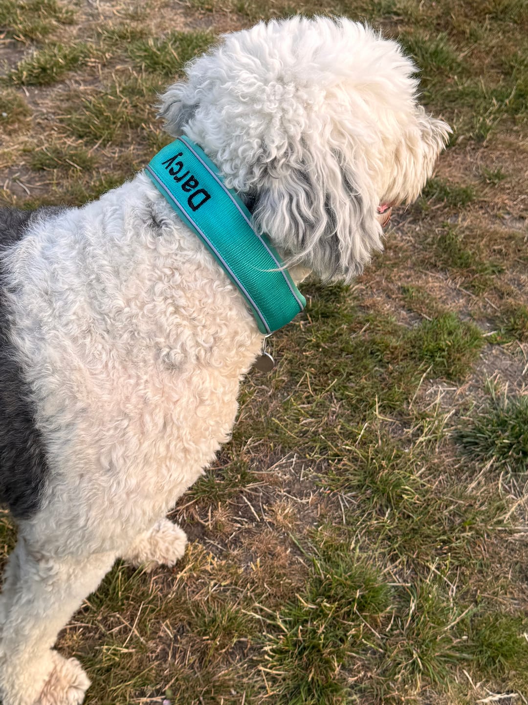 Customer photo review of 5cm Slip on Collar | Foam Padded - Turquoise