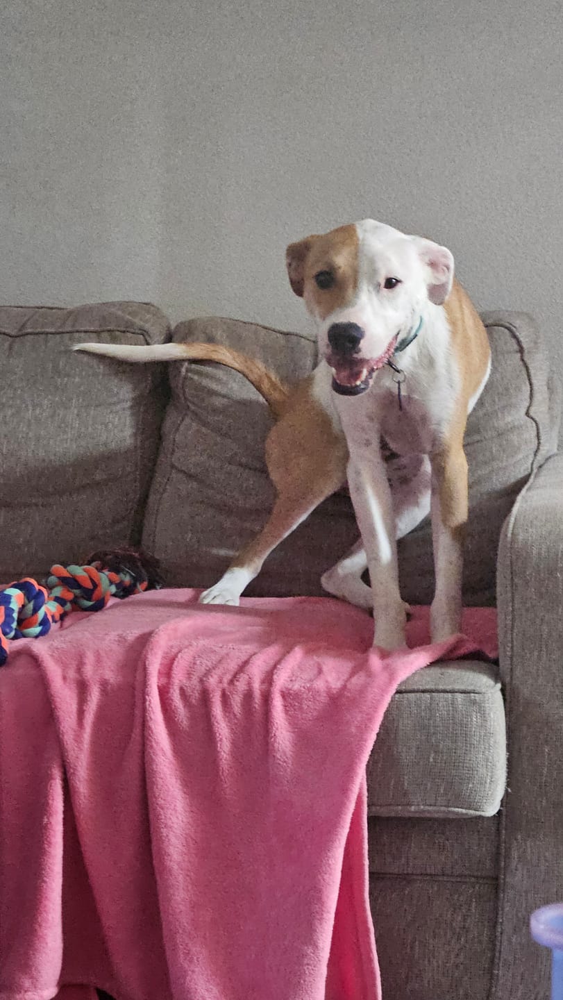 Customer photo review of TitanNest Padded Chew-Proof Elevated Dog Bed for Your Chewer