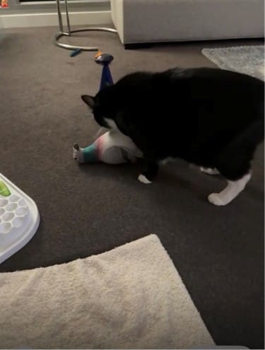 Customer photo review of Common Pigeon Bird Soft Stuffed Plush Toy