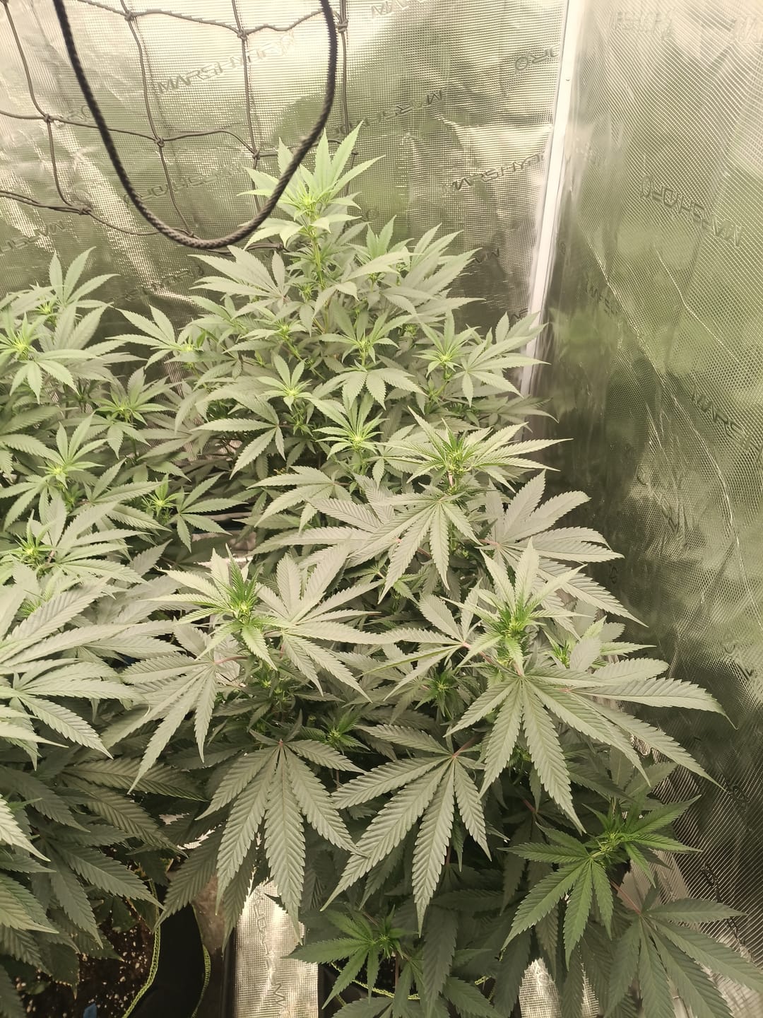 Customer photo review of Hanfstecklinge | Sour Betty