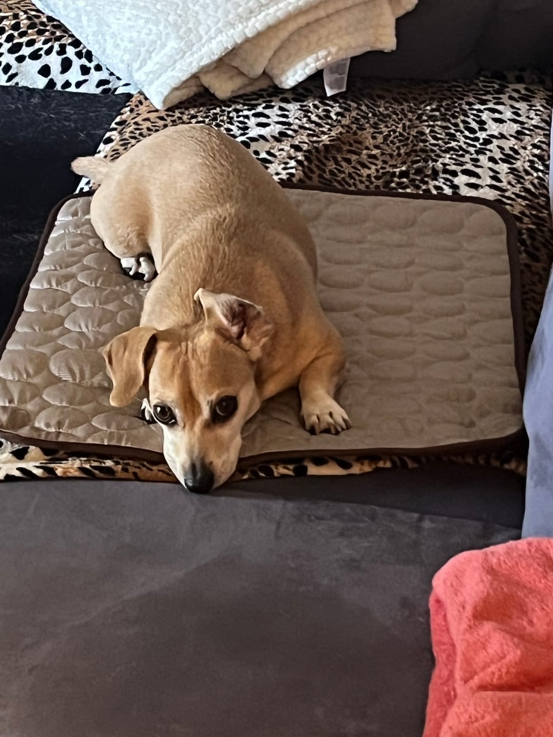 Customer photo review of Foxypets Kühlmatte