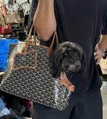 Customer photo review of Pawfect Travel Tote