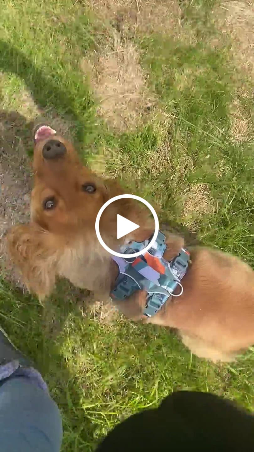Customer video review of Scramble Harness