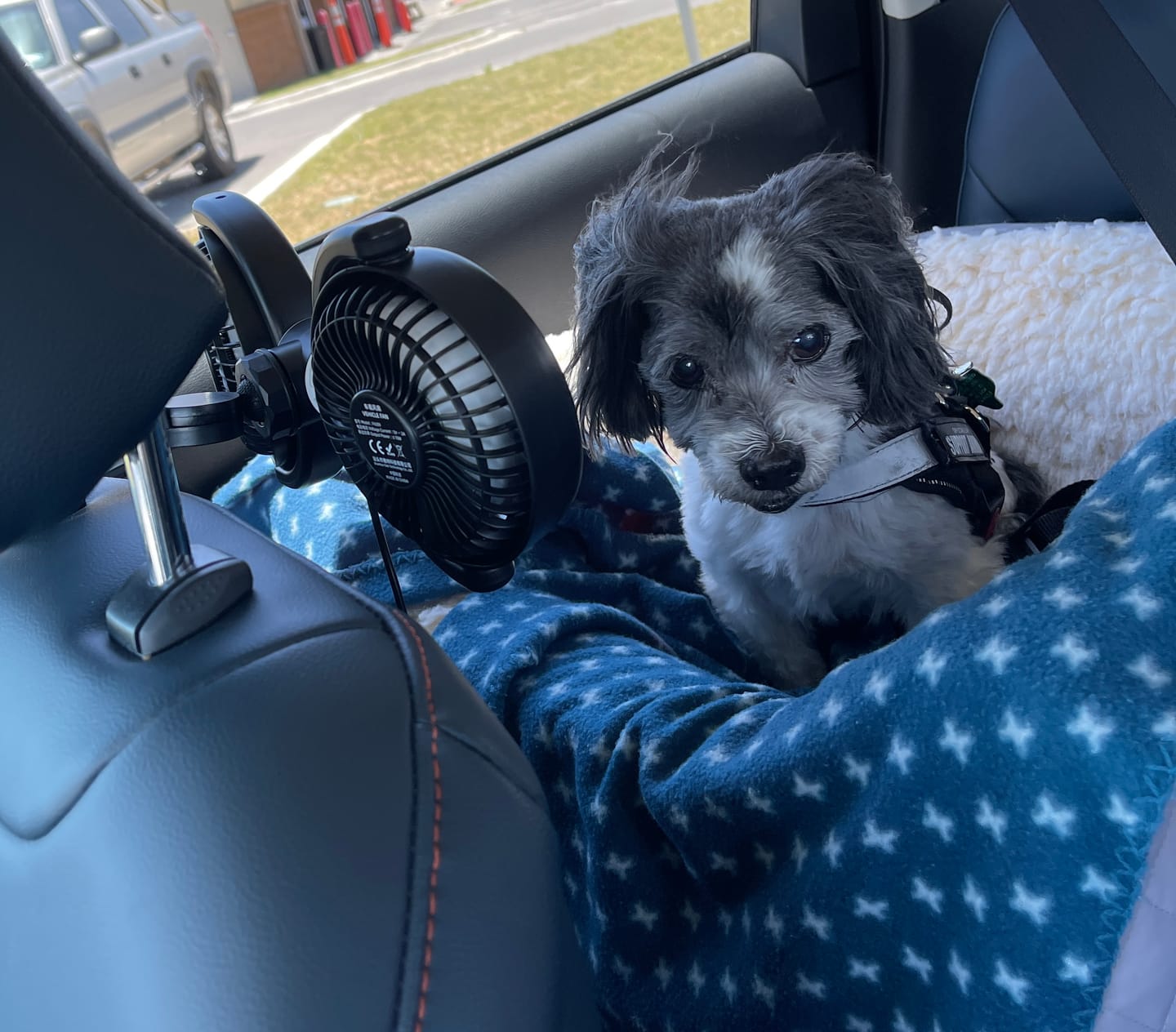 Customer photo review of Team K9® Backseat Dog Cooling Fans (USB-A)