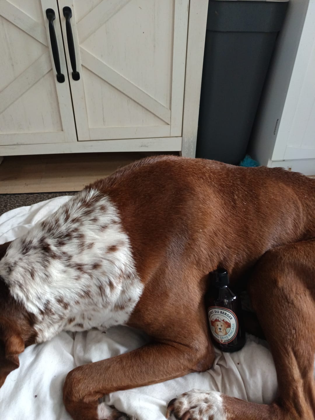 Customer photo review of Shampoing Sans Rinçage - Apaisant pour chien 🏔️
