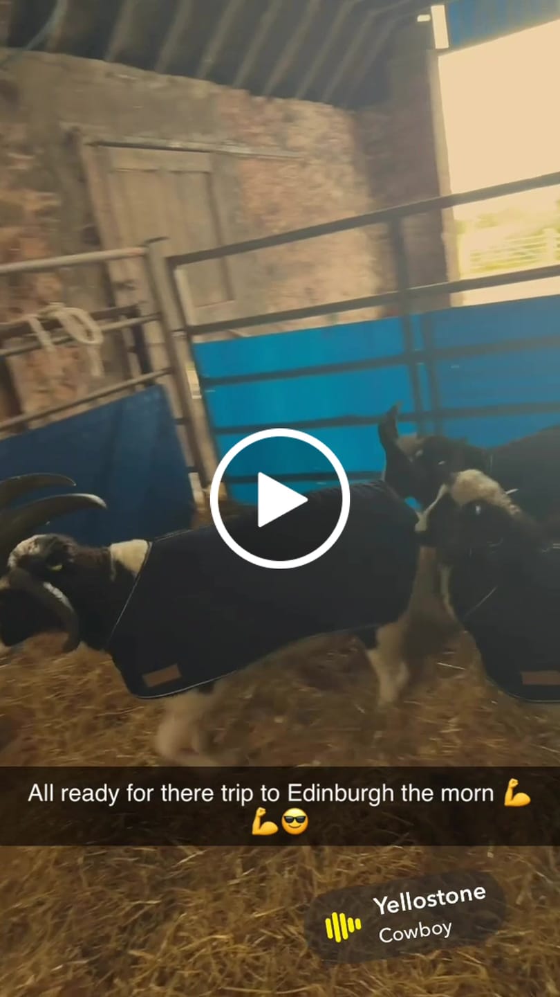 Customer video review of Travel & Show Sheep Coat