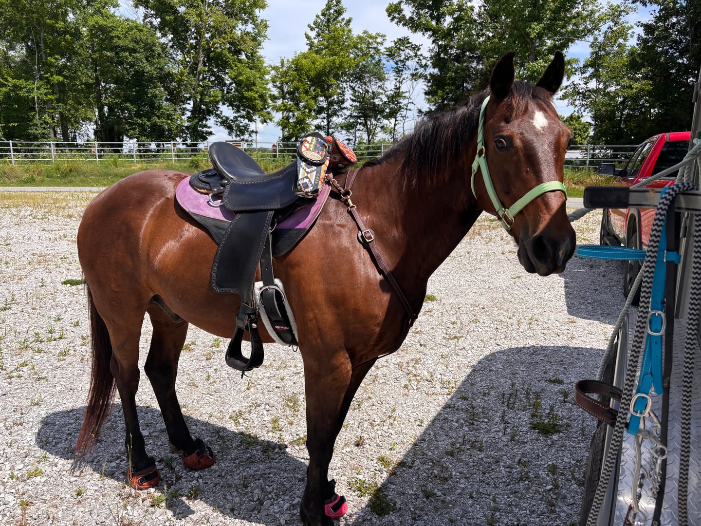 Customer photo review of Renegade® Viper Hoof Boot ULTRA-BLEM Seconds -- Blind Box Mystery Selection