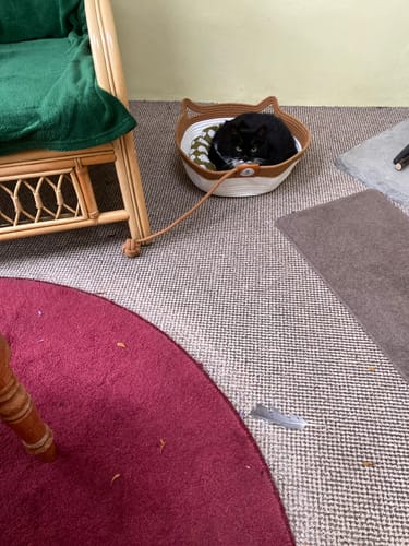 Customer photo review of Instinct Basket | Meet the first research-backed natural territory for indoor cats
