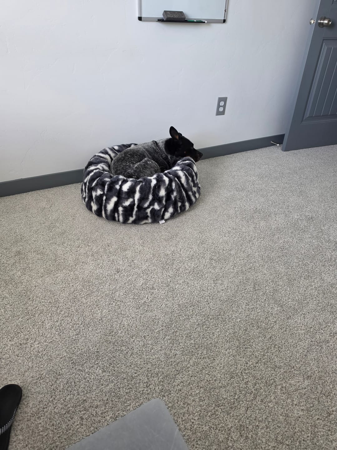 Customer photo review of Cloudy Day Black Pet Bed