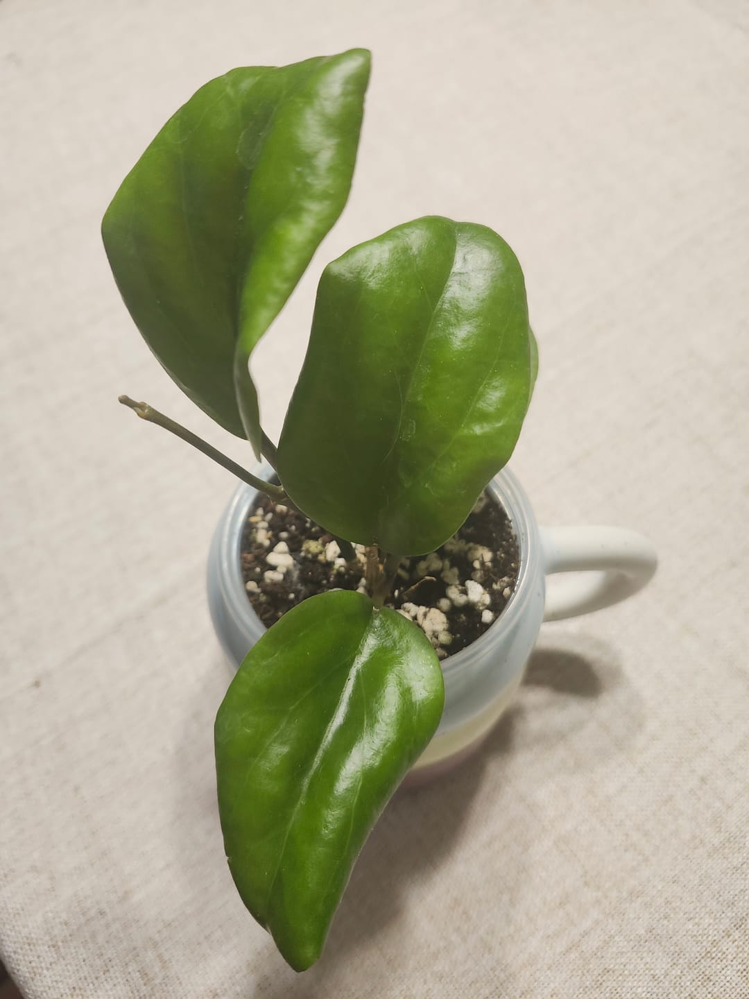 Customer photo review of Hoya surigaoensis