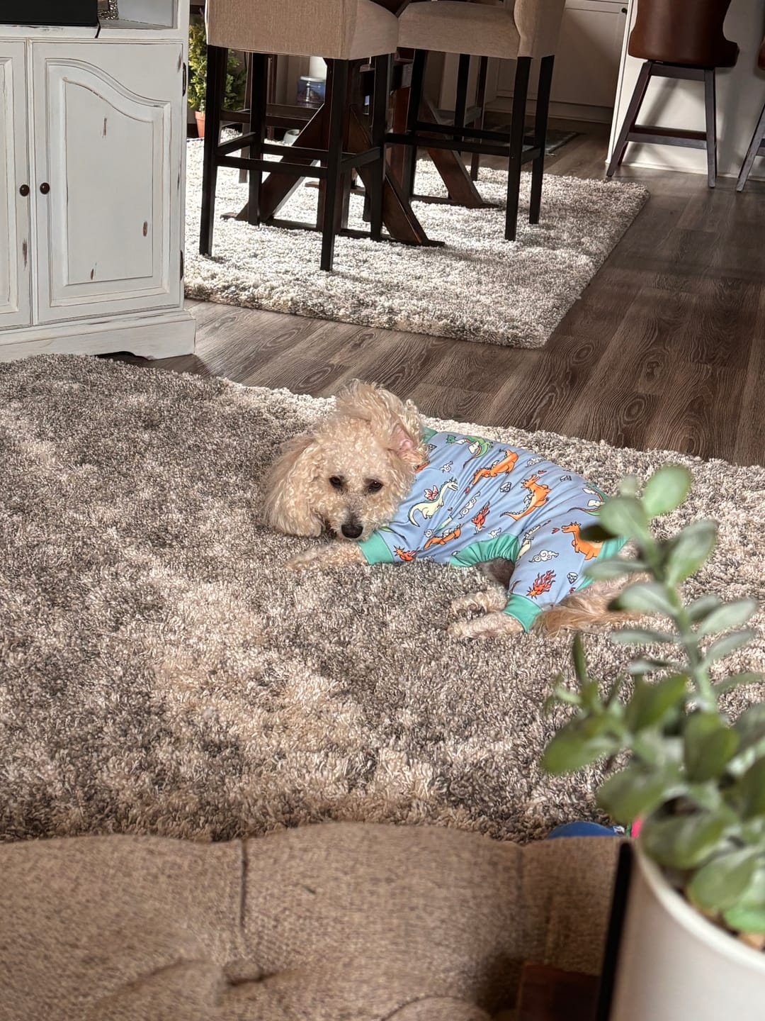 Customer photo review of Dog Pajama - Dragons