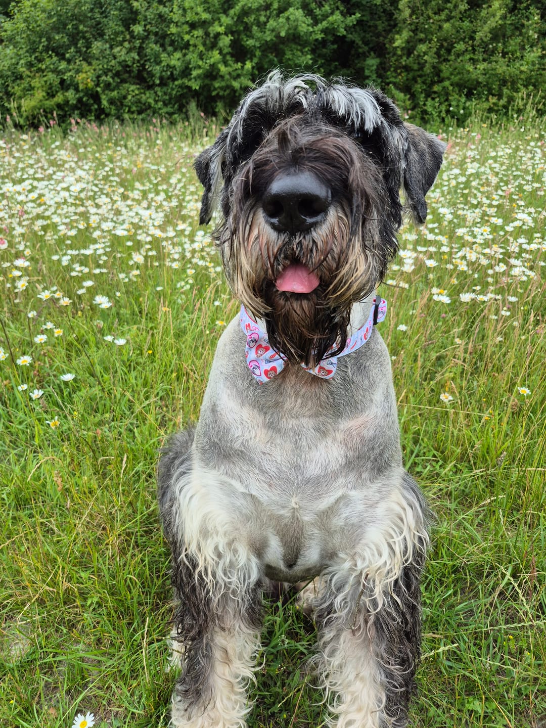 Customer photo review of Collar - My Fur Ever Love