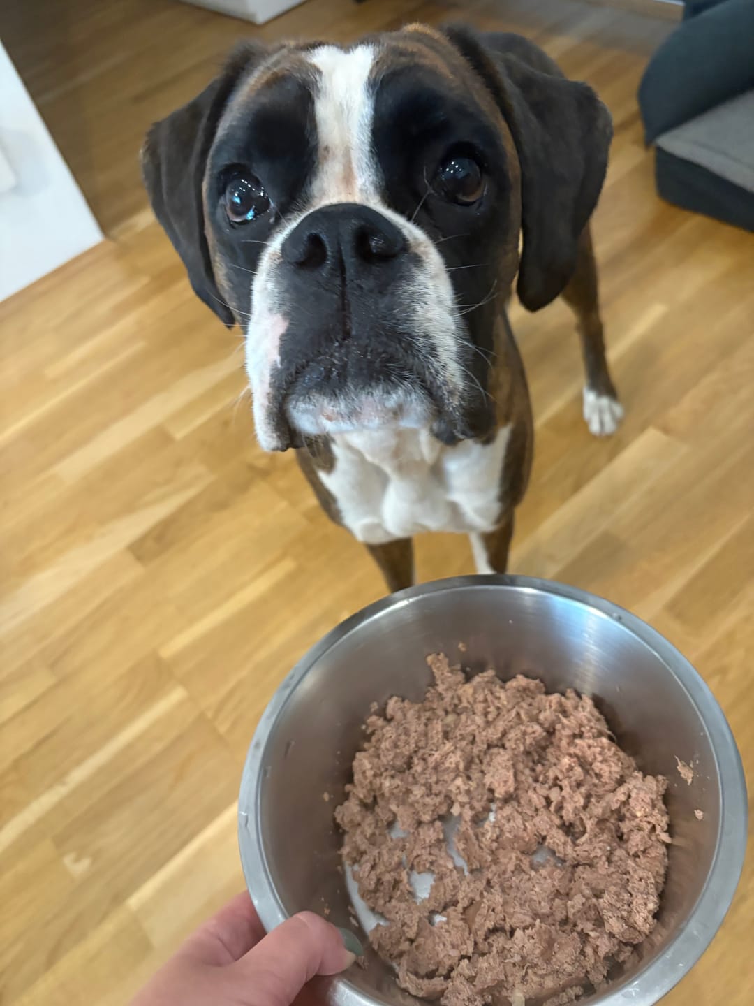 Customer photo review of Frischfutter für Energiebedarf von 1501 kCal/Tag