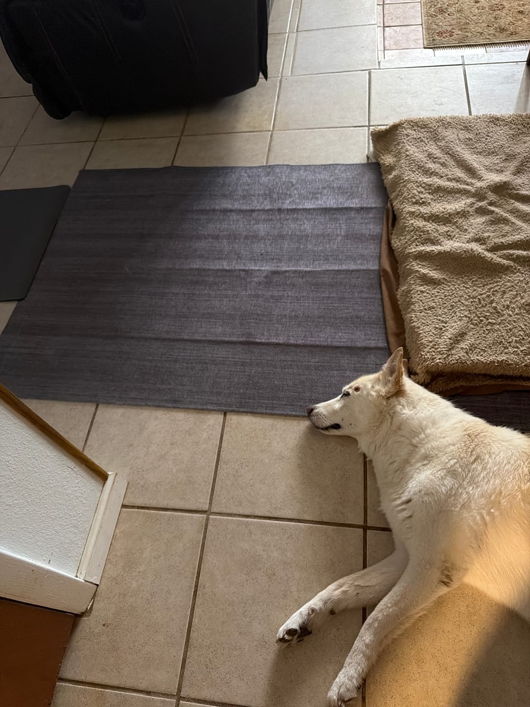 Customer photo review of Solid Grey Washable Rug