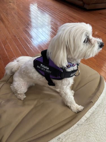 Customer's small white dog, Trixie, wearing a purple Dogshood No Pull Harness with a personalized name patch.