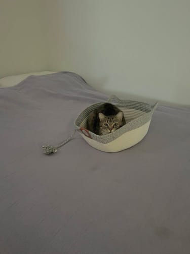 Customer photo review of Instinct Basket | Meet the first research-backed natural territory for indoor cats