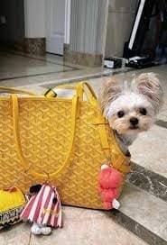 Customer photo review of Pawfect Travel Tote