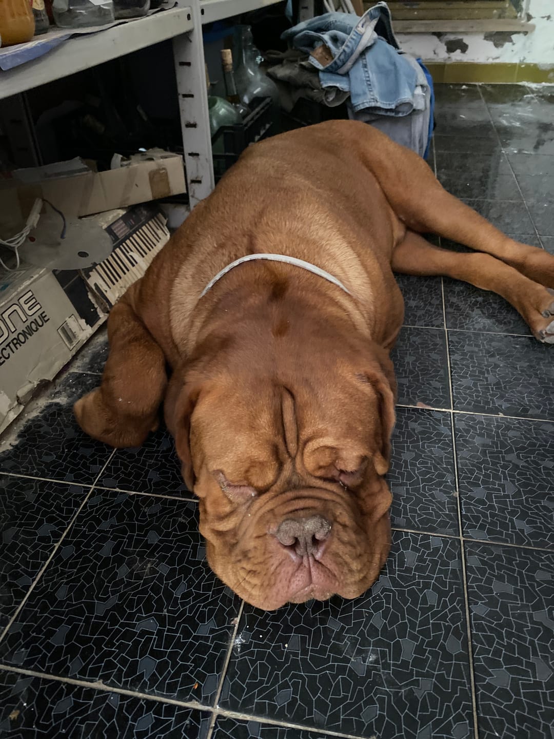 Customer photo review of PREVENDOG COLLARE 75 cm (2 pezzi) – Contro zecche, flebotomi e zanzare fino a 6 mesi