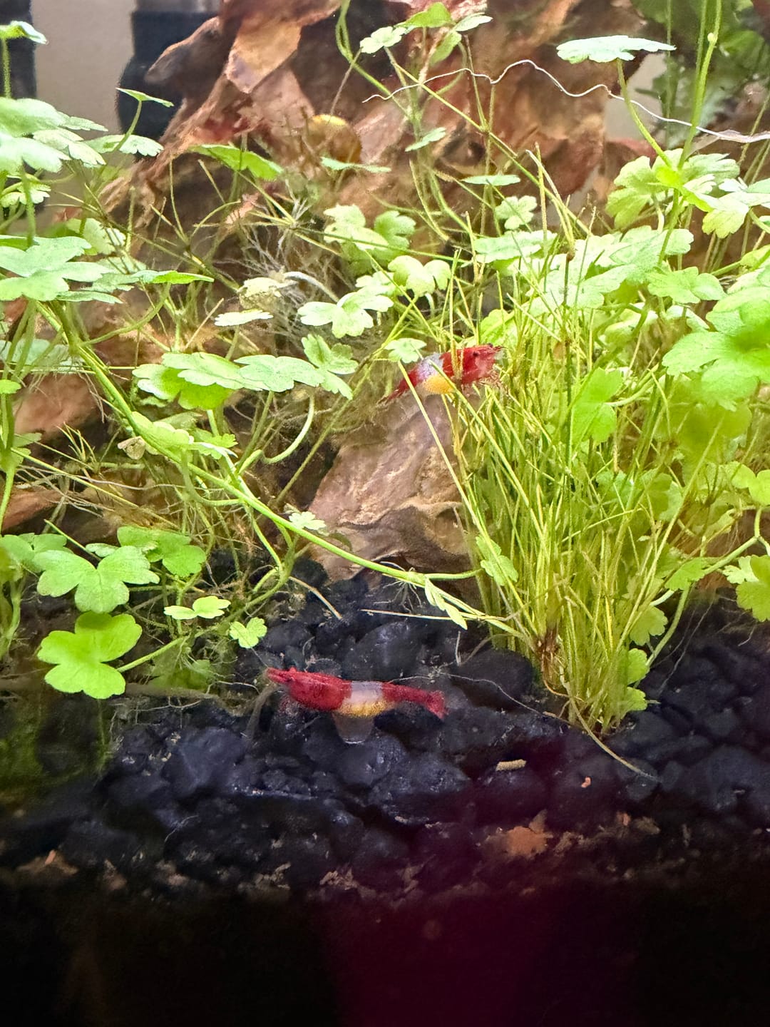 Customer photo review of Red Rili Shrimp